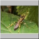 Hepiopelmus variegatorius - Schlupfwespe m057b 18mm-fdet02.jpg